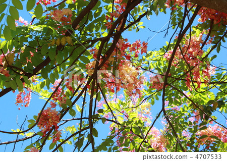 Shower Tree Apple Blossom Coral Shower Tree Hawaii Guam Saipan Tropical Street Tree 4707533