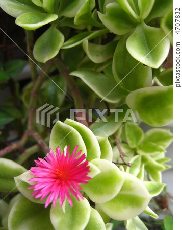 寶貝太陽玫瑰 寶貝太陽玫瑰 4707832