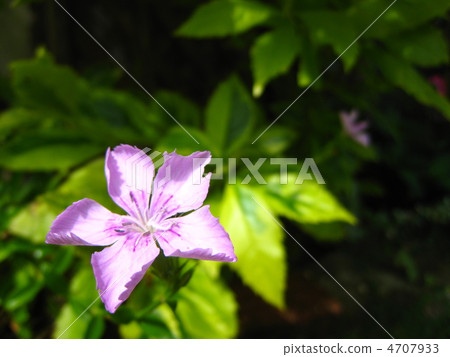 日本石竹 4707933