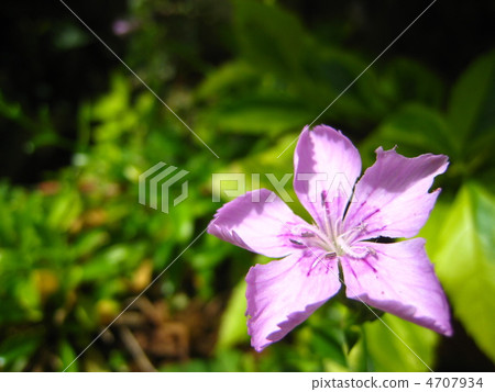 日本石竹 日本石竹 4707934