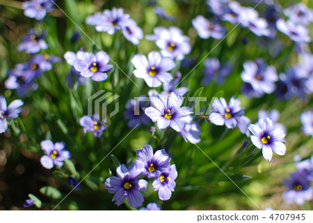 Purple flowers Purple flowers 4707945
