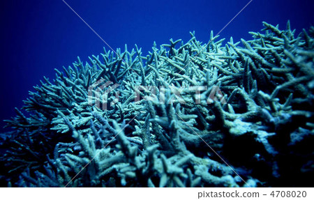 Ishigakijima Coral Ishigakijima Coral 4708020