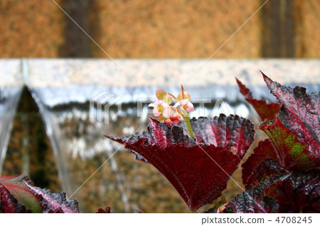 Rex Begonia Rex Begonia 4708245