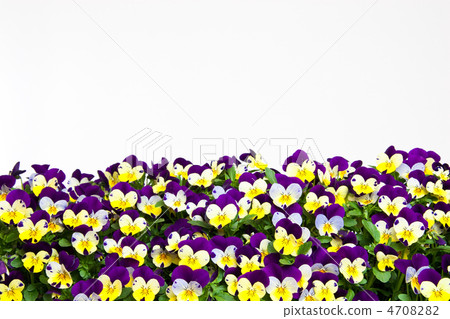 中提琴黃色和紫色 4708282