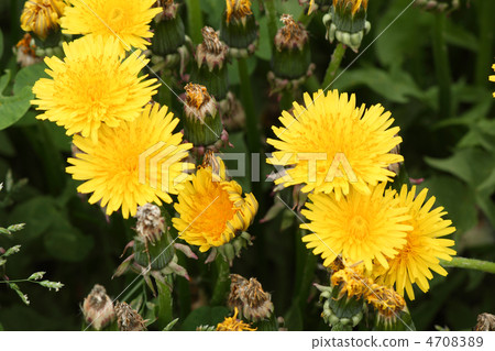  蒲公英 4708389