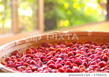Dandelion of plum Dandelion of plum 4708428