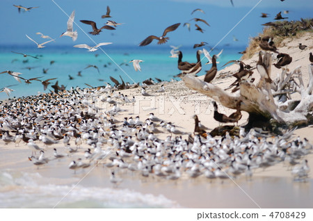 The south island where seabirds propagate The south island where seabirds propagate 4708429