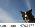 Blue sky and dog 4708477