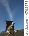 Airplane cloud and dog 4708478