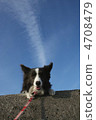 Airplane cloud and dog 4708479