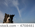 Airplane cloud and dog 4708481