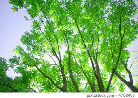 Horse chestnut 4708495