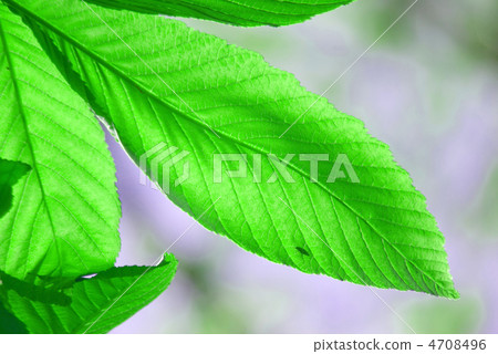 七葉樹葉 4708496