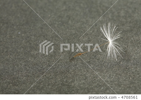 蒲公英的種子 4708561
