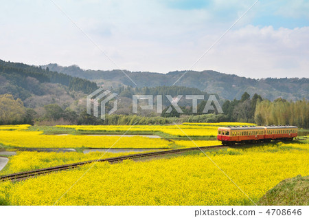Kominato Tetsudo going in a rape field in full bloom Kominato Tetsudo going in a rape field in full bloom 4708646