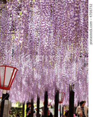 Stunning Nagafuji 4708732