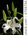 Yuri (Madonna lily) 4708784