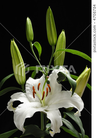 Yuri (Madonna lily) Yuri (Madonna lily) 4708784