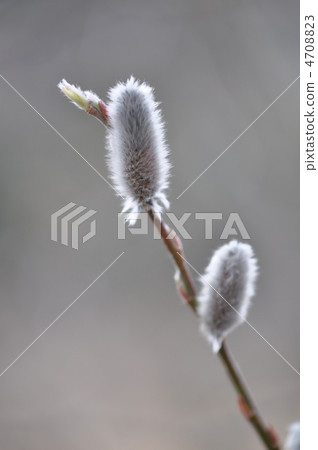 Feline Willi 4708823