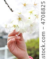 I want to touch Sakura. 4708825