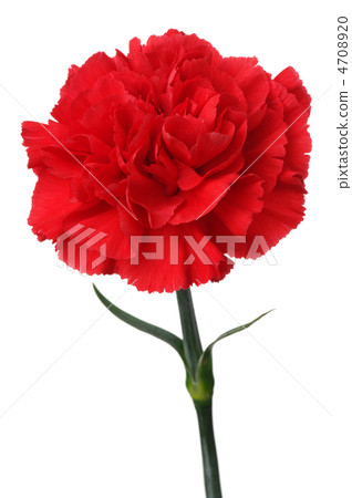 紅色康乃馨白色背景垂直 4708920
