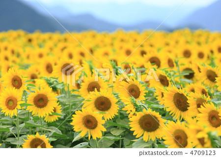 Sunflower field Sunflower field 4709123