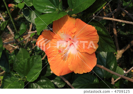 橙色芙蓉 橙色芙蓉 4709125