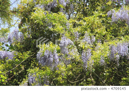 Wild Wisteria 4709145