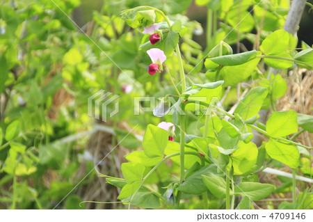 Broad bean flower 4709146