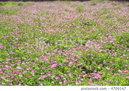 Lenge field Lenge field 4709147