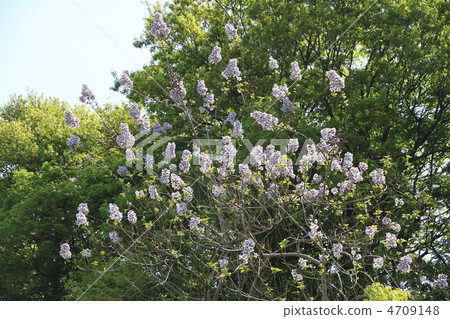 Rose flower Rose flower 4709148