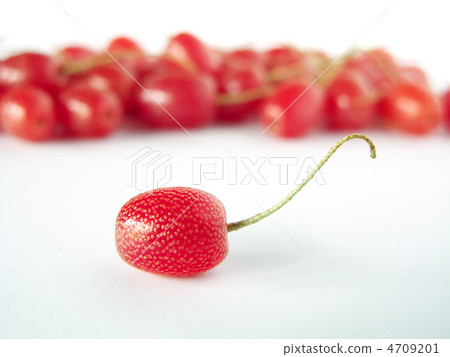 Fresh! Tawaragumi Fresh! Tawaragumi 4709201