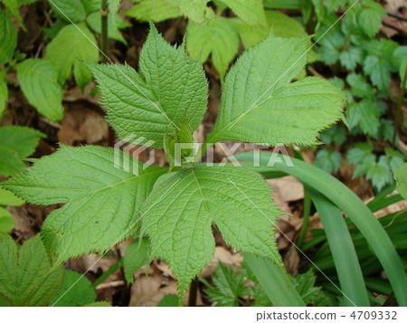 Silver plants 4709332