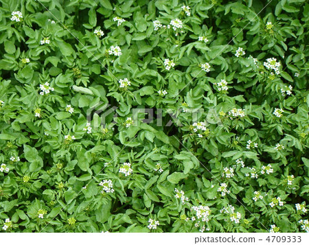 西洋菜 西洋菜 4709333