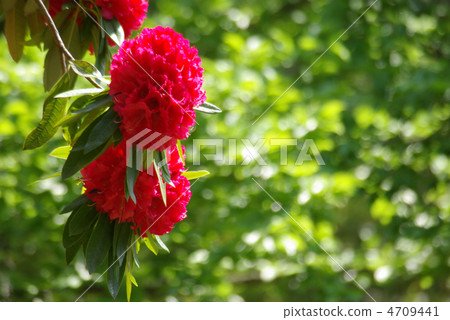 紅色杜鵑花大黃 紅色杜鵑花大黃 4709441