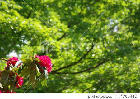 紅色杜鵑花大黃 4709442