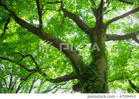 Tree with ivy 4709443