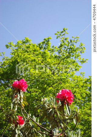 紅海杜鵑花和藍天 4709444