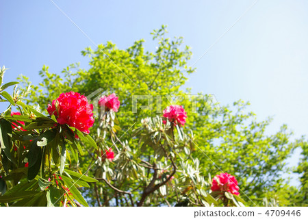 紅海杜鵑花和藍天 4709446