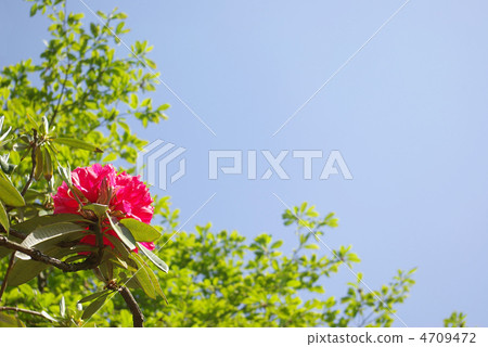 紅海杜鵑花和藍天 4709472