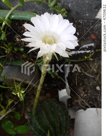cactus 4709632