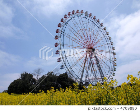 摩天輪和油菜花 摩天輪和油菜花 4709890