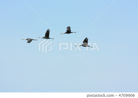 鹿兒島縣的Kurushi市的Tsuru 4709906