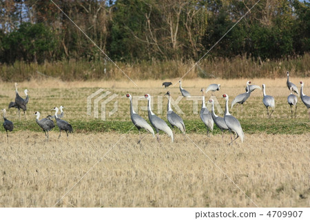 鹿兒島雨水巡航的起重機 4709907