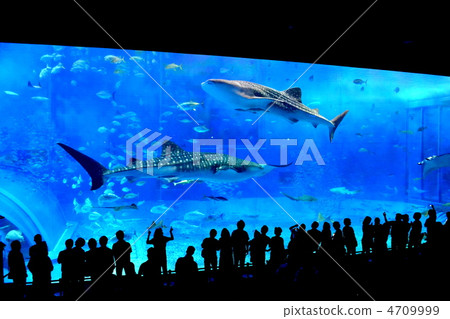 Flying whale shark Flying whale shark 4709999