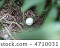 Duck eggs 4710031