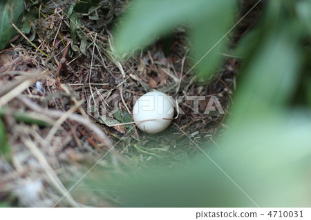 Duck eggs Duck eggs 4710031