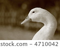duck	 4710042
