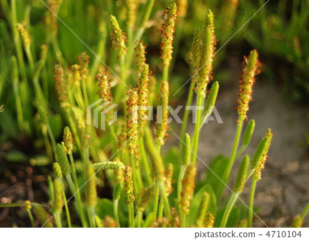 蚤草在早晨太陽開花 蚤草在早晨太陽開花 4710104