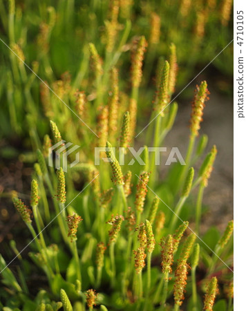 蚤草在早晨太陽開花 蚤草在早晨太陽開花 4710105